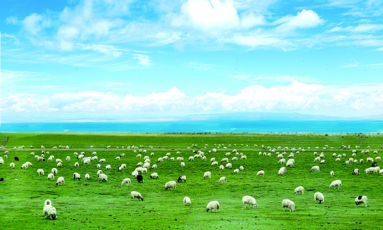环青海湖流域高效生态畜牧业建设规划