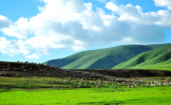 发展生态畜牧业使我省牧区草丰畜壮人增收--政务公开