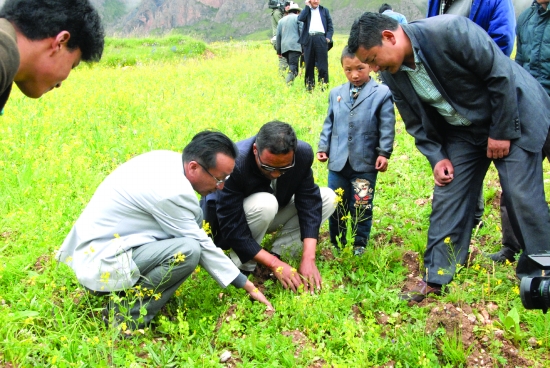 藏药研究中心专家查看基地药材长势(晓刚)