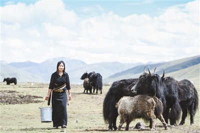 在果洛藏族自治州甘德县,合作社牧民在有机牧场内劳作(2015年9月14日