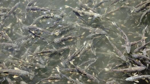 青海湖裸鯉資源蘊藏量破10萬噸
