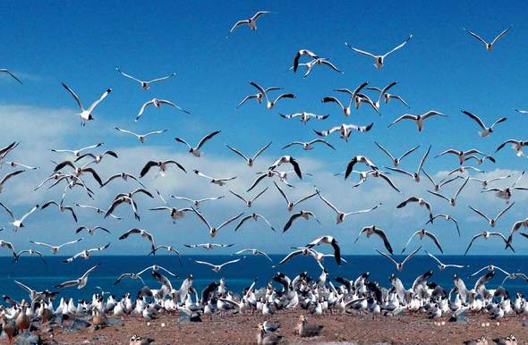 青海湖監測到鳥類38種約3.76萬只