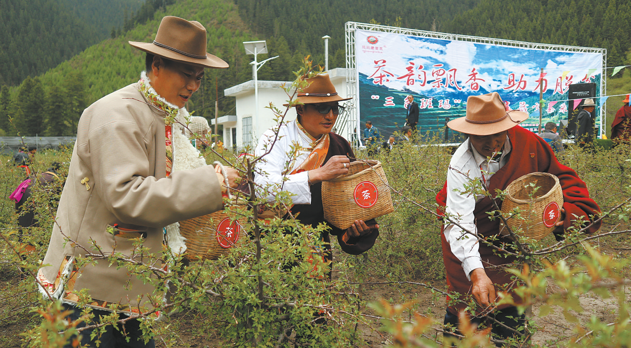 【走基层 访民生】班玛藏雪茶的高质量发展之路