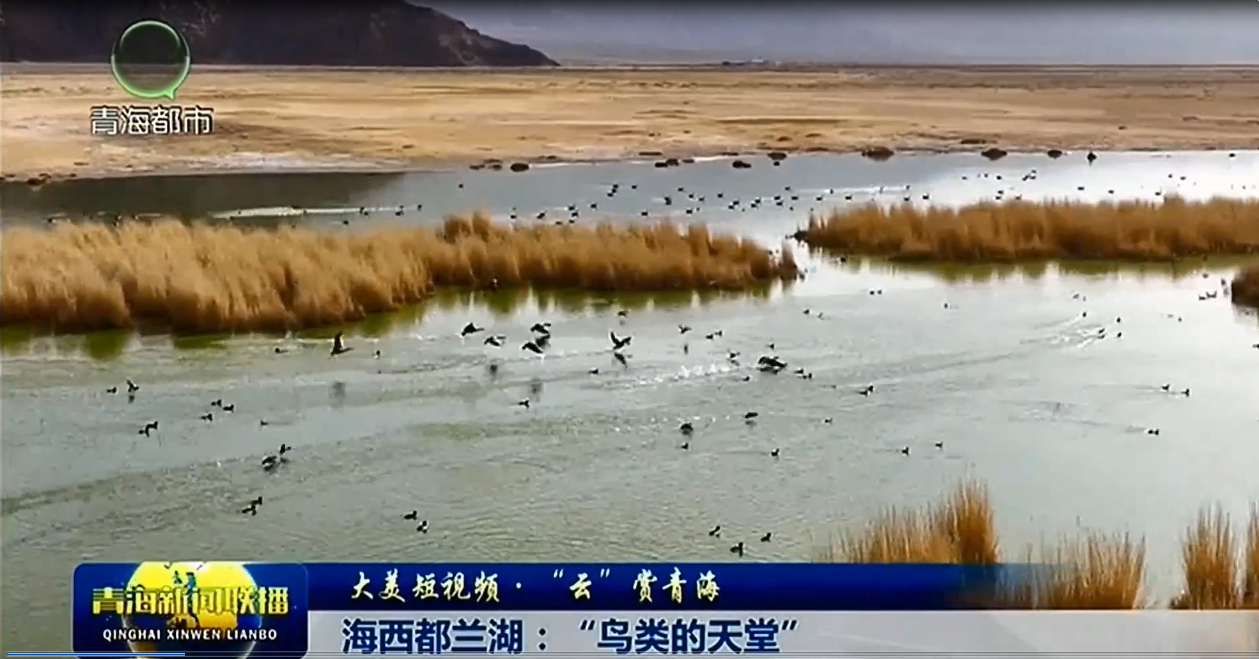 【大美短视频·“云”赏青海】海西都兰湖：“鸟类的天堂”