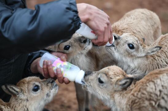 可可西里藏羚羊開始年度大遷徙