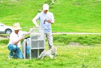 荒漠貓“黃太急”佩戴衛星定位項圈放歸野外