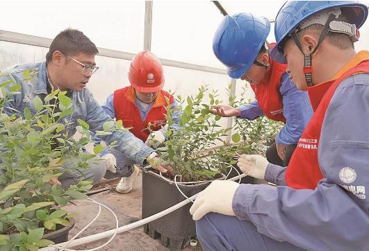 青藏高原也能种植蓝莓啦