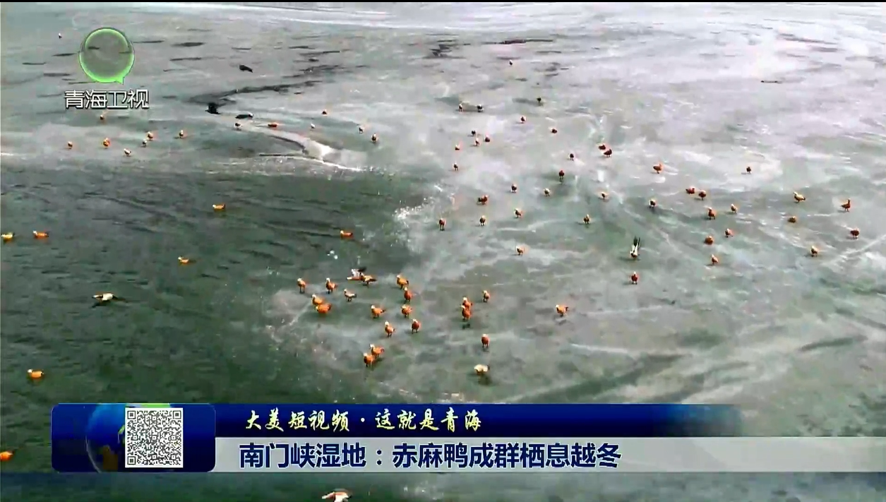 【大美短視頻·這就是青?！磕祥T峽濕地：赤麻鴨成群棲息越冬