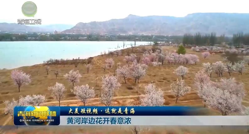 【大美短视频·这就是青海】黄河岸边花开春意浓