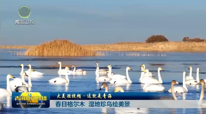 【大美短视频·这就是青海】春日格尔木 湿地珍鸟绘美景