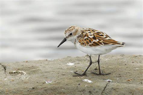玉树隆宝滩首次记录到小滨鹬活动 隆宝滩鸟类记录增加到149种