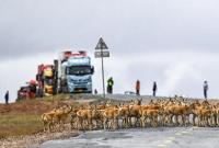 可可西里藏羚羊进入迁徙高峰