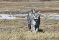 膘肥體壯，猞猁悠游三江源