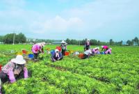 【2024，我們這樣走過(guò)】冷涼蔬菜鋪就農(nóng)民致富路