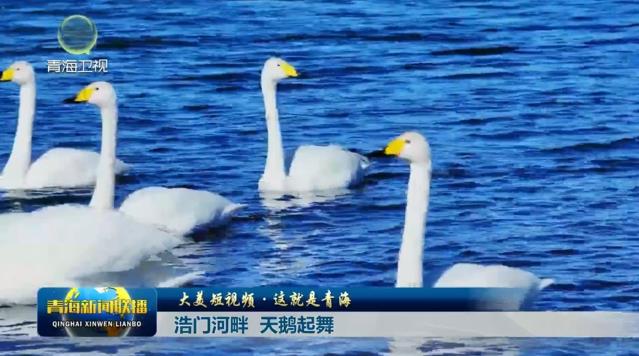 【大美短視頻·這就是青?！亢崎T河畔 天鵝起舞