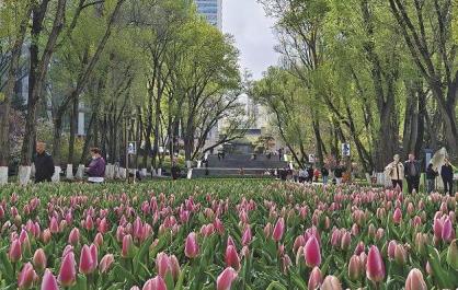 【農經觀察】好一幅高原花事圖鑒
