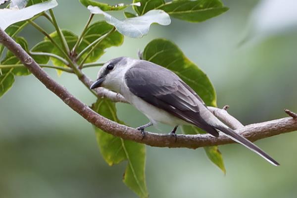 小灰山椒鳥現(xiàn)身湟源 青海鳥類家族再添新成員