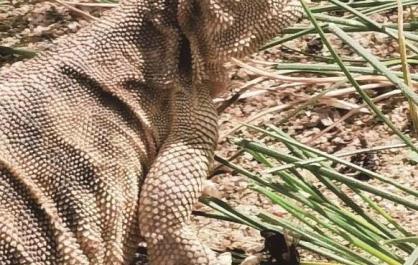 狐貍常“做客” 巖羊來“游玩” 青海生態(tài)電站變身“高原野生動物樂園”