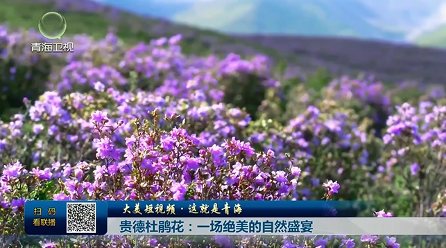 【大美短视频·这就是青海】贵德杜鹃花：一场绝美的自然盛宴