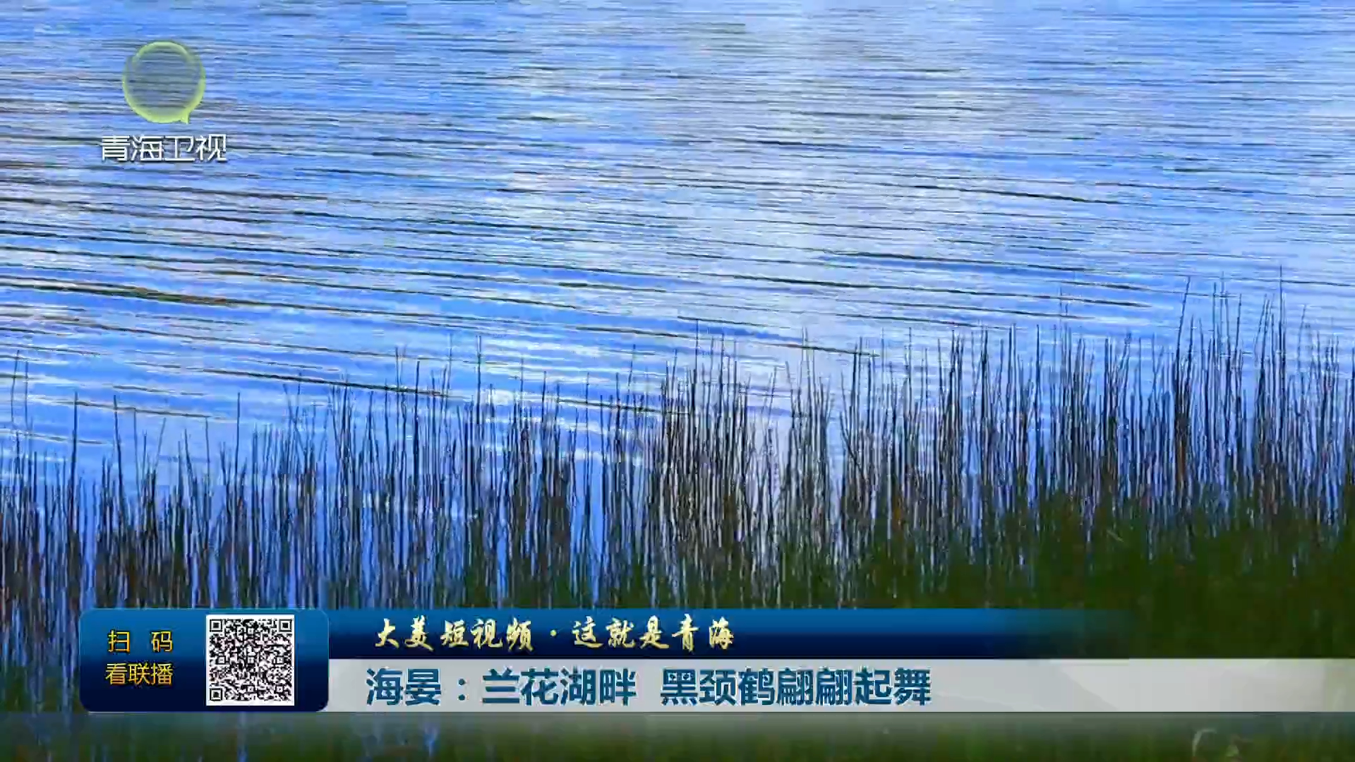 【大美短视频·这就是青海】海晏：兰花湖畔 黑颈鹤翩翩起舞