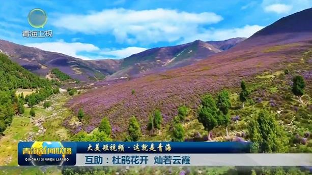 【大美短视频·这就是青海】互助：杜鹃花开 灿若云霞