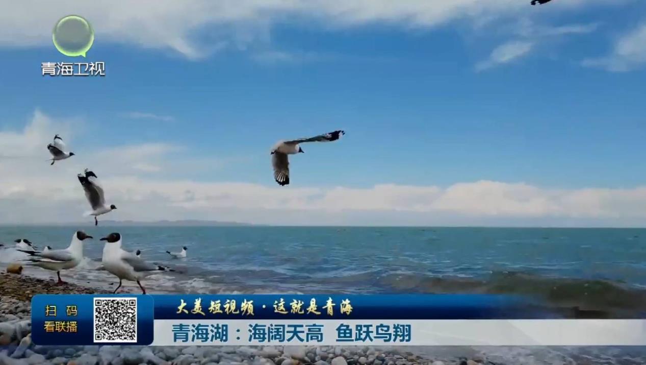 【大美短视频·这就是青海】青海湖：海阔天高 鱼跃鸟翔