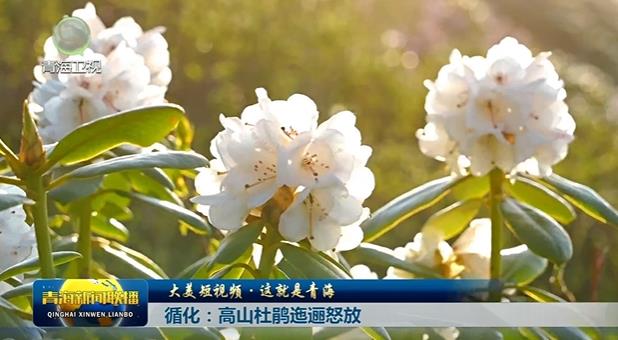 【大美短視頻·這就是青?！?循化：高山杜鵑迤邐怒放