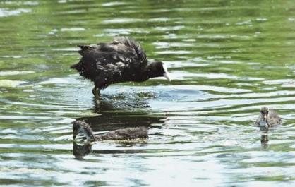 青海西寧：寧湖濕地成百鳥家園