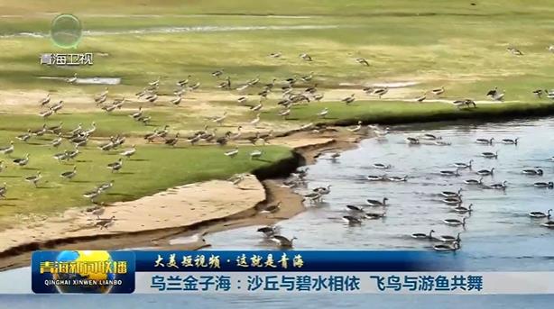 【大美短視頻·這就是青海】烏蘭金子海：沙丘與碧水相依 飛鳥與游魚共舞