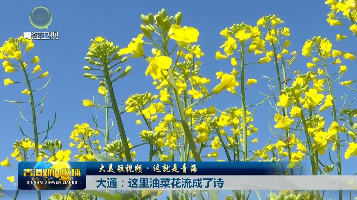 【大美短視頻·這就是青海】大通：這里油菜花流成了詩