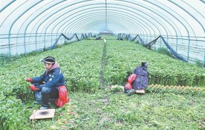 【鄉村振興在青海】從田間到都市的“鮮速之旅”