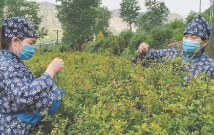 【乡村振兴在青海】棠梨茶变身记