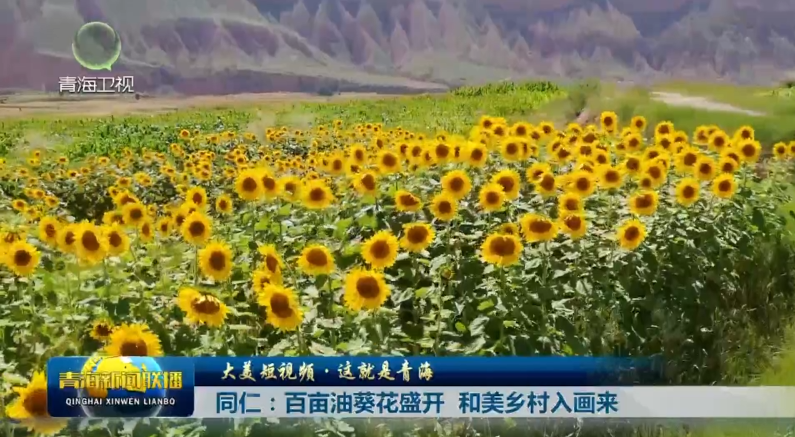 【大美短视频·这就是青海】同仁：百亩油葵花盛开 和美乡村入画来