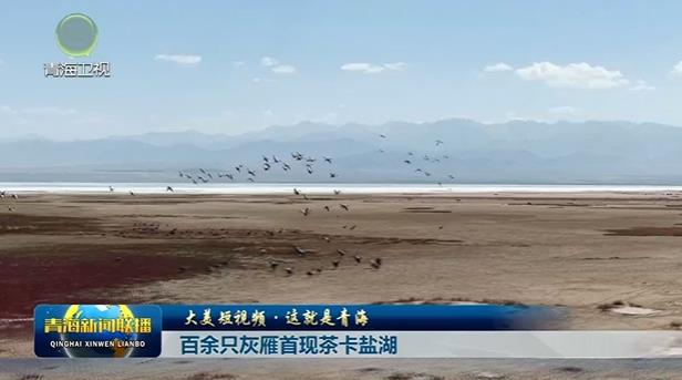 【大美短视频·这就是青海】百余只灰雁首现茶卡盐湖