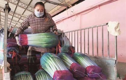 西宁市湟中区万亩大葱迎丰收