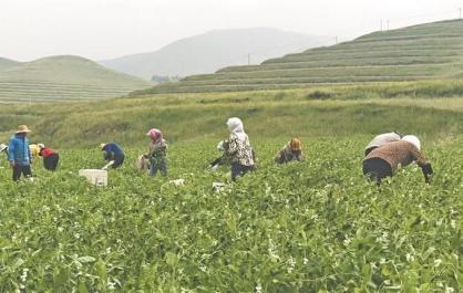 【新時代 新征程 新偉業(yè)·高質(zhì)量發(fā)展調(diào)研行】冷涼沃土生出“金豆豆”—— 青海縣域經(jīng)濟發(fā)展觀察·湟源篇