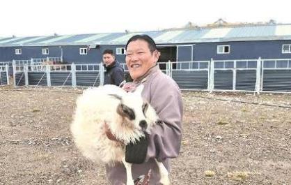 【家住黃河源】黃河源頭的“羊”光大道