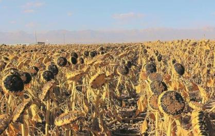 青海德令哈：戈壁万亩食葵绘丰收