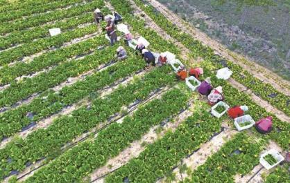 一棵贡菜的自述