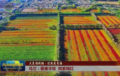 【大美短視頻·這就是青海】烏蘭:藜麥豐收 姹紫嫣紅