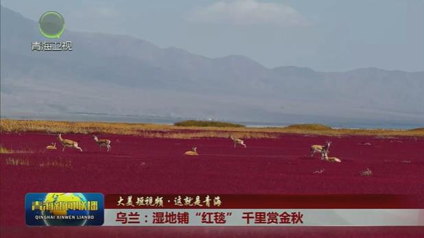 【大美短視頻·這就是青?！繛跆m：濕地鋪“紅毯” 千里賞金秋