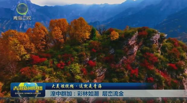 【大美短視頻·這就是青?！夸抑腥杭樱翰柿秩绯?層巒如金