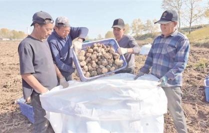 青海湟中13万亩马铃薯开挖