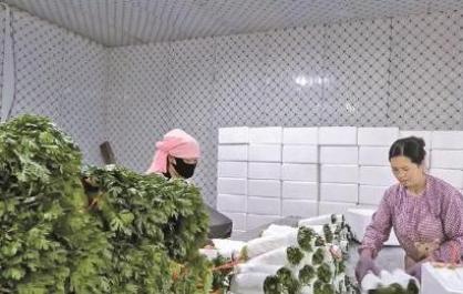 带动近4万人在家门口就业 青海大通“菜篮子”底气足