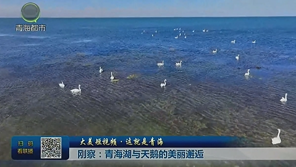 【大美短视频·这就是青海】刚察：青海湖与天鹅的美丽邂逅