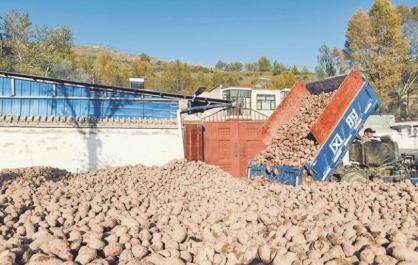 創(chuàng)青海新高！湟中“青薯9號(hào)”畝產(chǎn)量達(dá)5544公斤