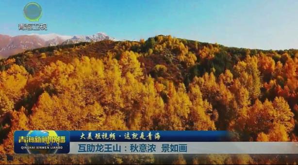 【大美短视频·这就是青海】互助龙王山：秋意浓 景如画