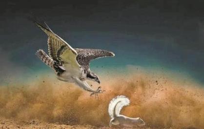 祁連山國家公園首席簽約攝影師焦生福獨攬8項攝影大獎