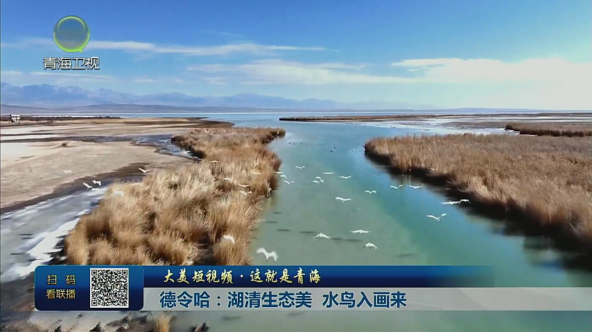 【大美短视频·这就是青海】德令哈：湖清生态美 水鸟入画来