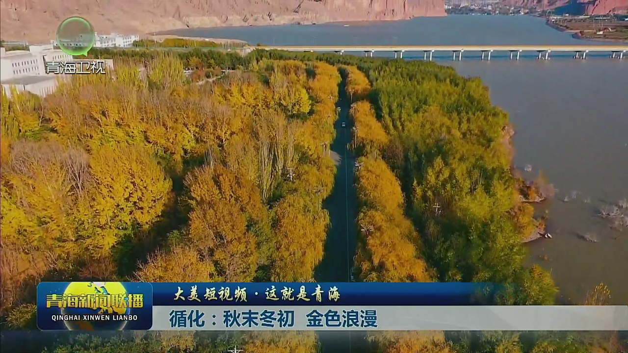 【大美短視頻·這就是青?！垦呵锬┒?金色浪漫